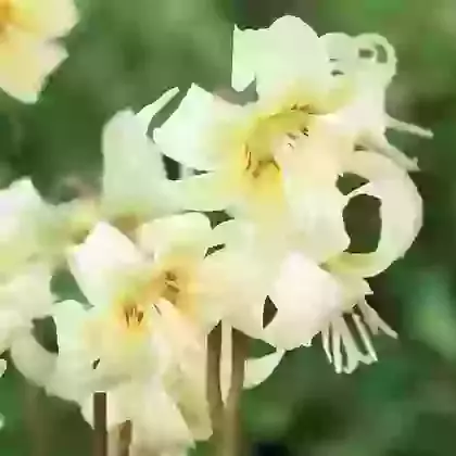 Erythronium